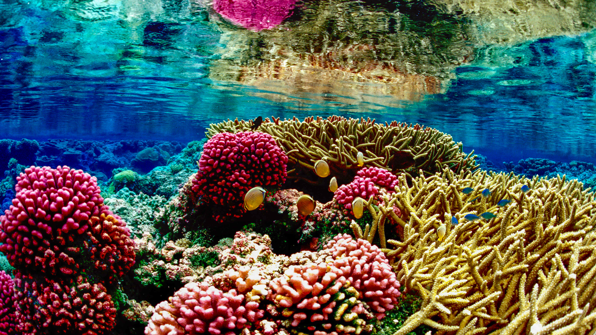 Coral, Reef, Underwater, Fish, The Wayward Post
