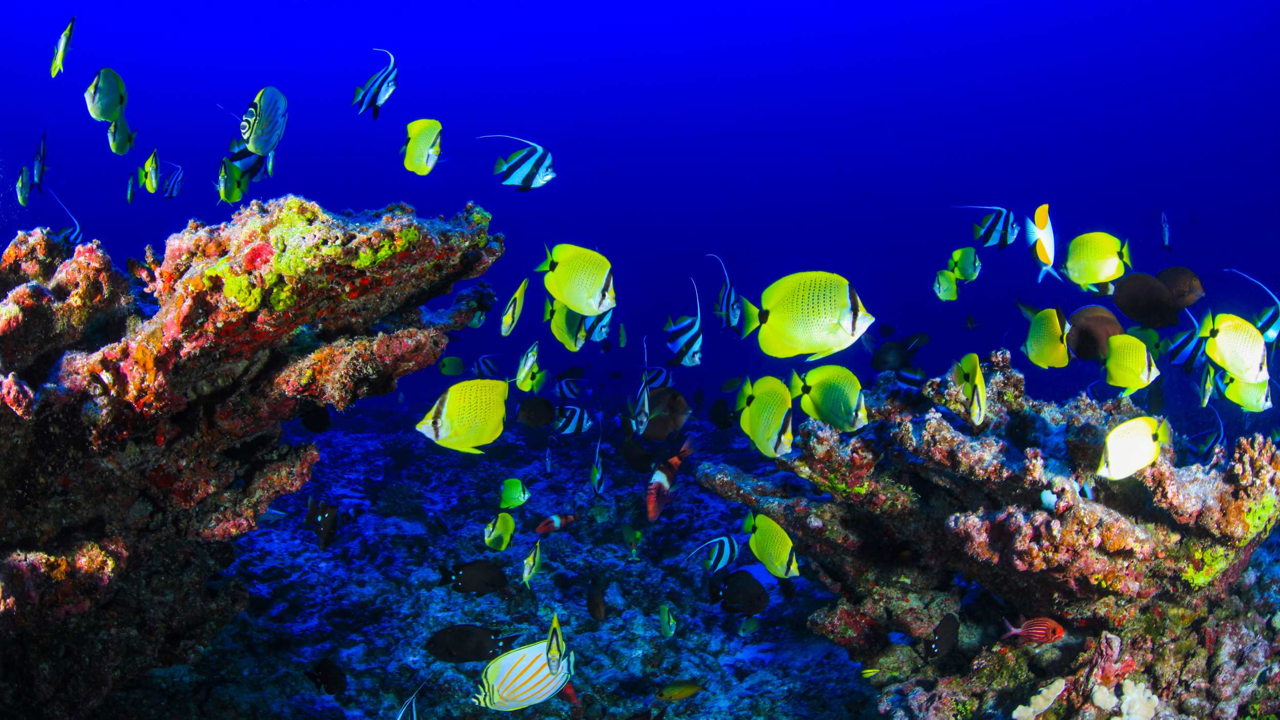 Coral, Reef, Underwater, Fish, The Wayward Post