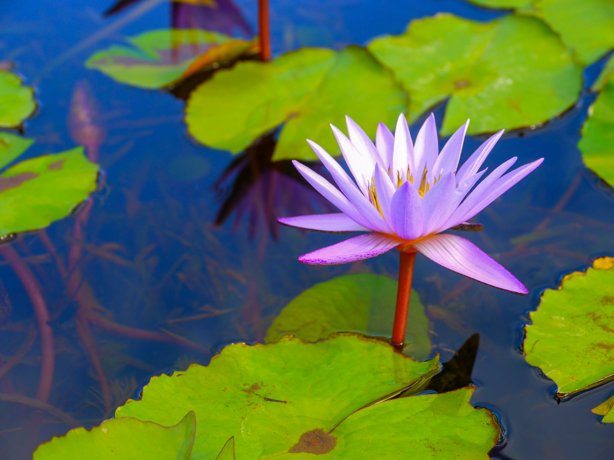 Water lilies. Fern Grotto Inn. Photo by Johanna Read TravelEater.net.JPG