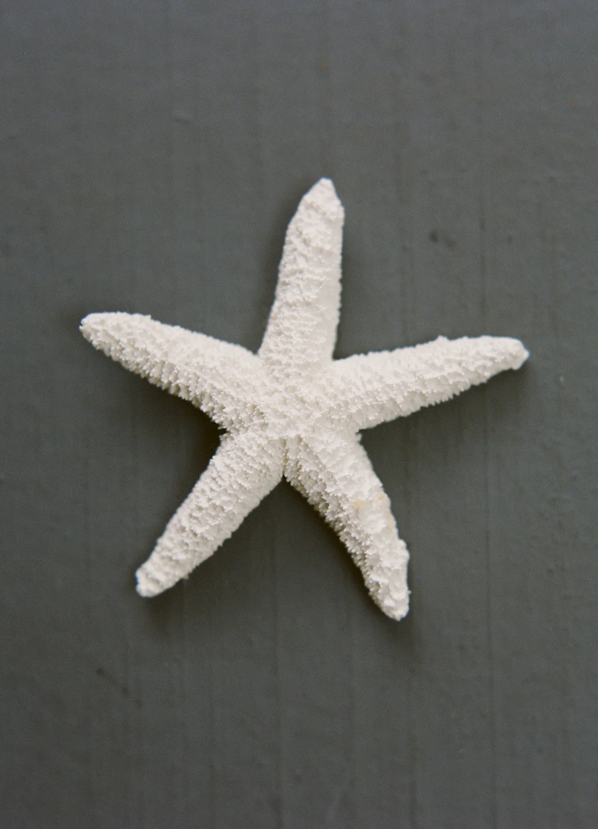 starfish.jpg