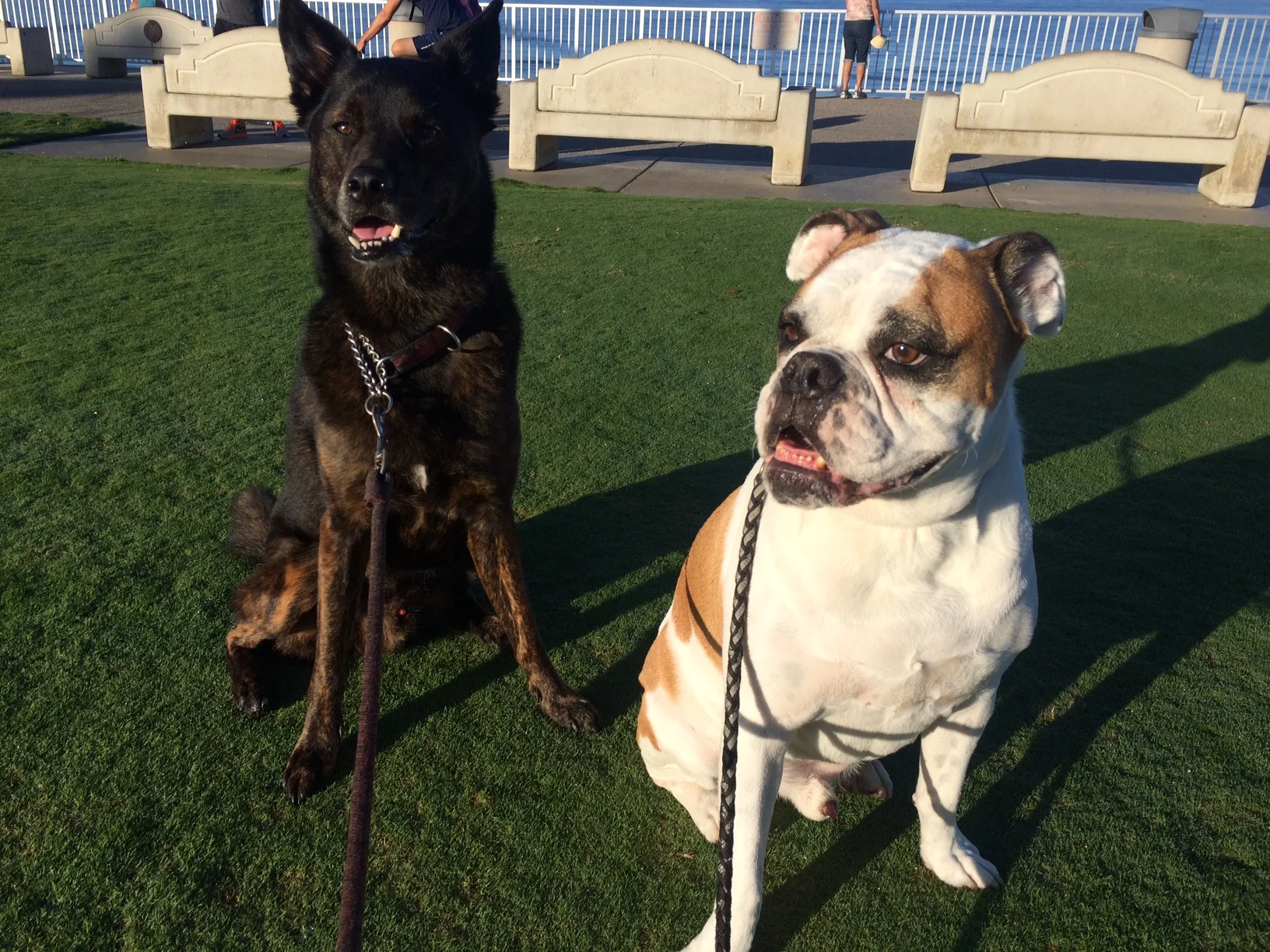  Jewelle from Carlsbad  Tricia is passionate and treats her customer’s pets like her own. I feel very comfortable having Tricia come over and spend the night at our house when we travel. Our dog Lucy gets to stay at home in a safe environment rather 