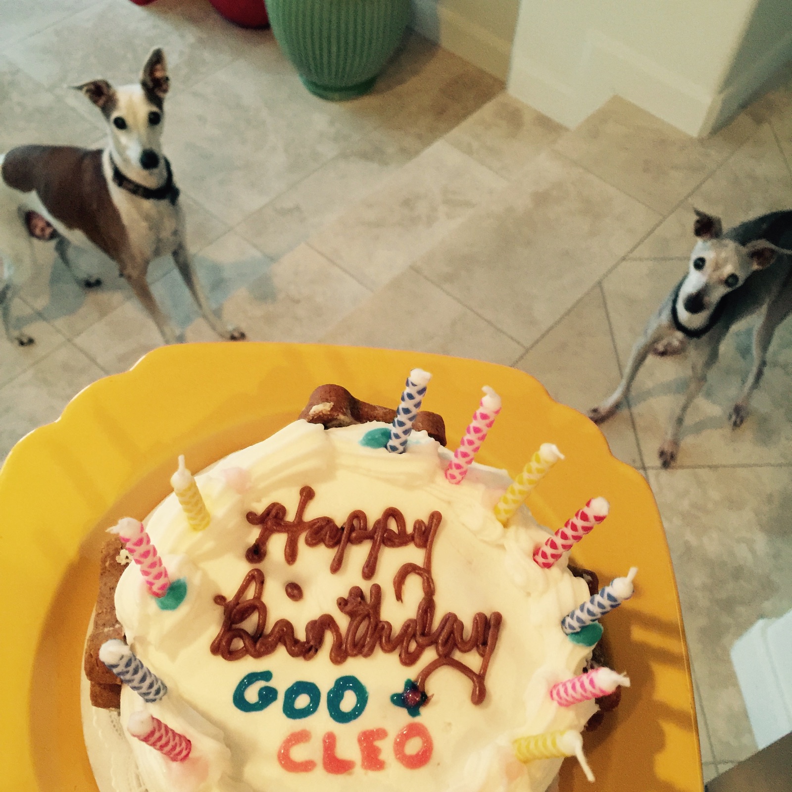 happy bday cake goo cleo.JPG