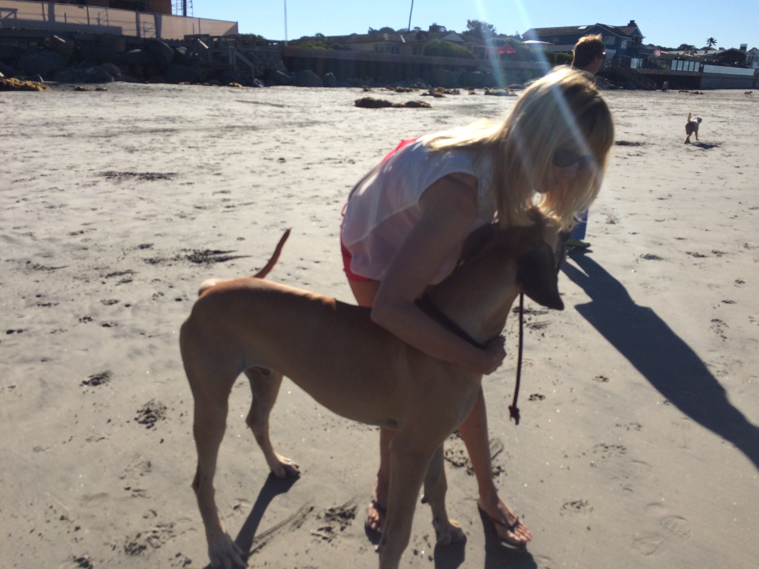 tricia big dog del mar bech.JPG