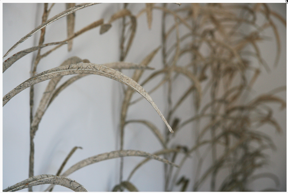 From the edge of Big Pond:Phragmites Patch, from the body of work: Monomoy, 2013, from the Monomoy Wildlife Refuge, a barrier island off the coast of Cape Cod, Phragmites Australis, Common Reed