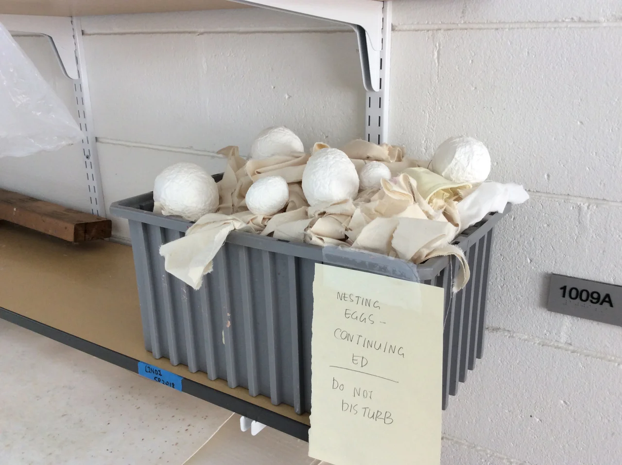Julia Dauer’s cast eggs, Cont Ed 2018