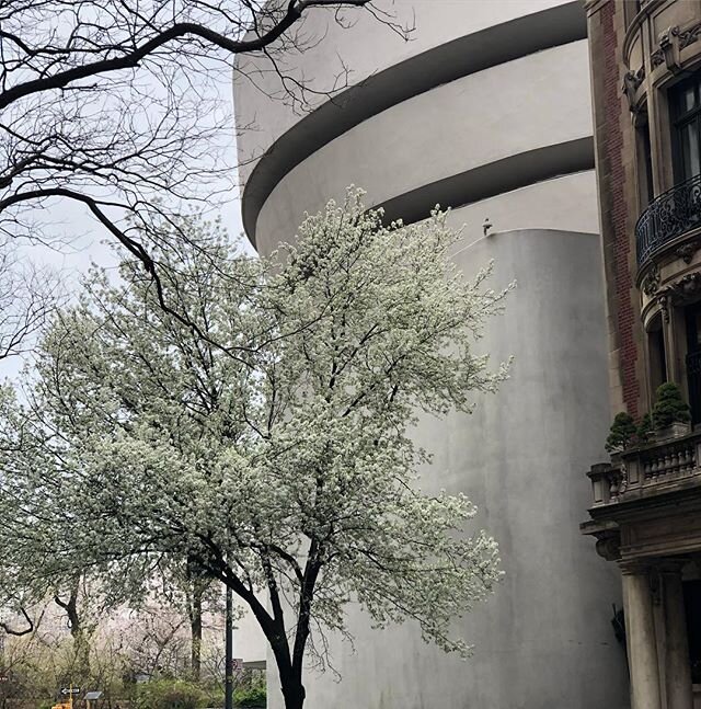 Spring in New York 💐
.
#centralpark #spring #museum #flowers #newyorkcity #newyork