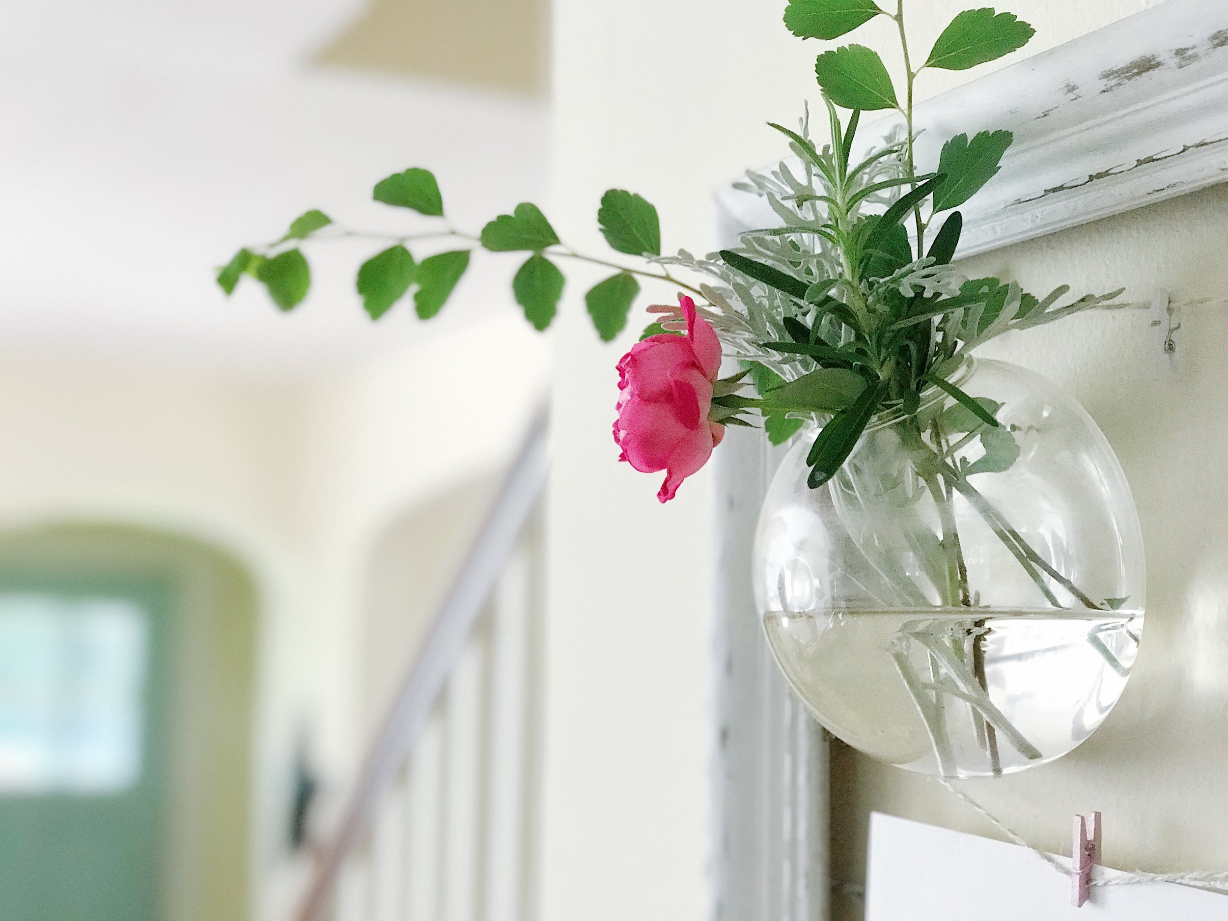 Bringing life to the inside our home.