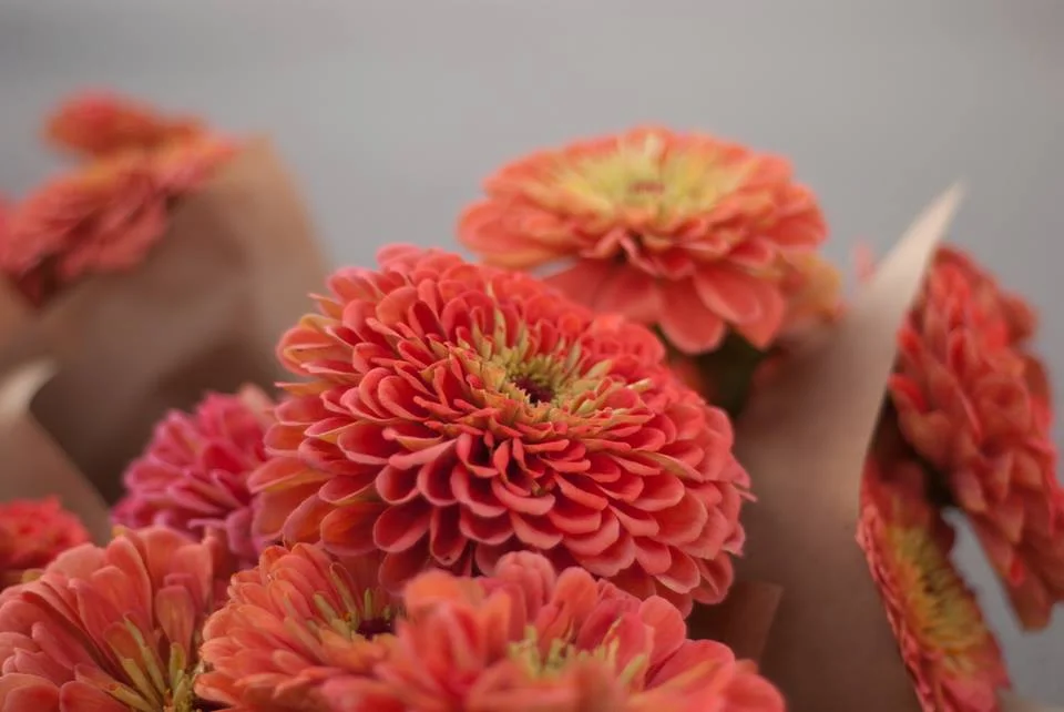 Color Fields Zinnias