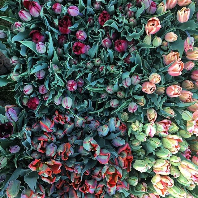 Color Fields Organic Flowers Tulips