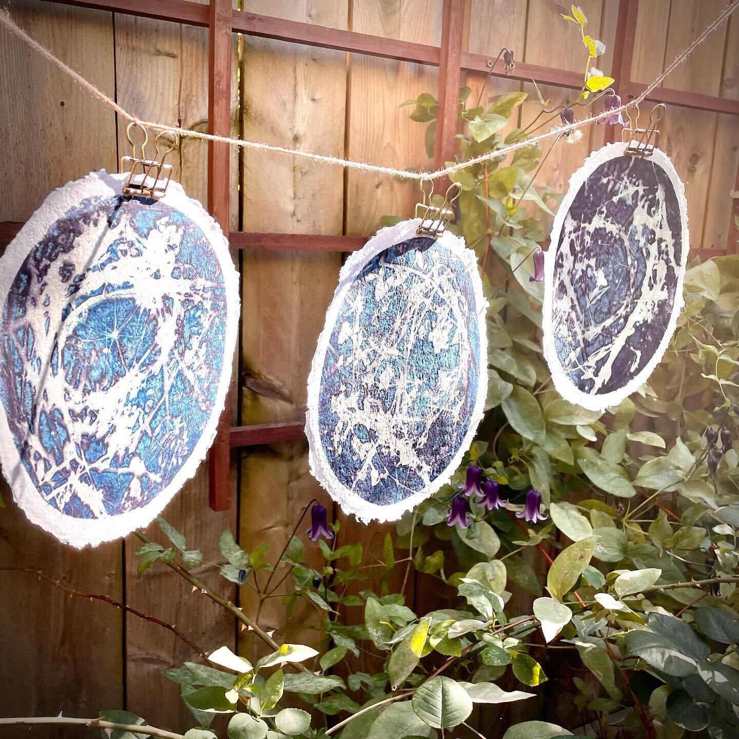A lovely trio of smaller 8&rdquo; #starmap #cyanotypes hanging #inthegarden this evening. These were made on thick #handmade (but not by me) watercolor paper with a wonderful #decklededge 
.
.
#amandabesl #amandabeslstudio #cyanotype #cyanomasters #b