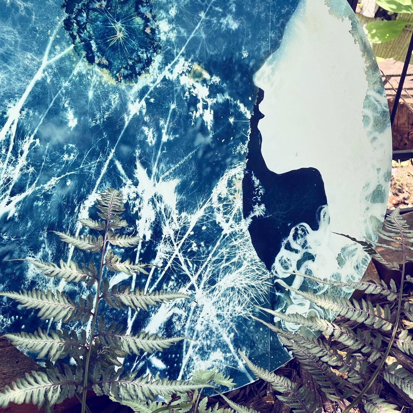 These ghost #ferns seem like the perfect #victorian pairing for the #cyanotype I made yesterday. This is a big one (nearly 20&rdquo;) so I had to process it in the bathtub!
.
.
#amandabesl #amandabeslstudio #detail #bluemythologies #botany #timetrave