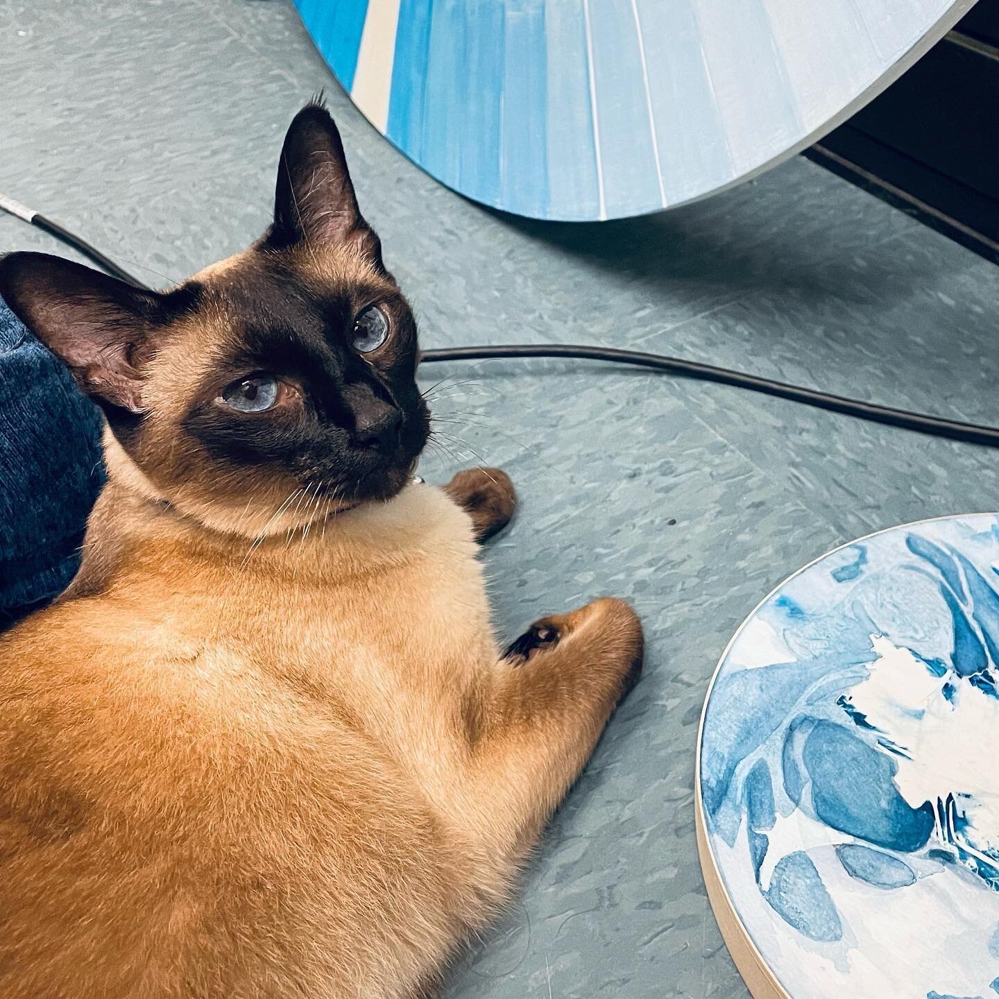 A study in #blue : My beautiful studio assistant Minerva is critiquing a #watercolor and #cyanotype collage. It&rsquo;s one of several #vortex paintings for my solo show @raftofsanity this fall. 

Siamese cats are very open to sharing their opinions.