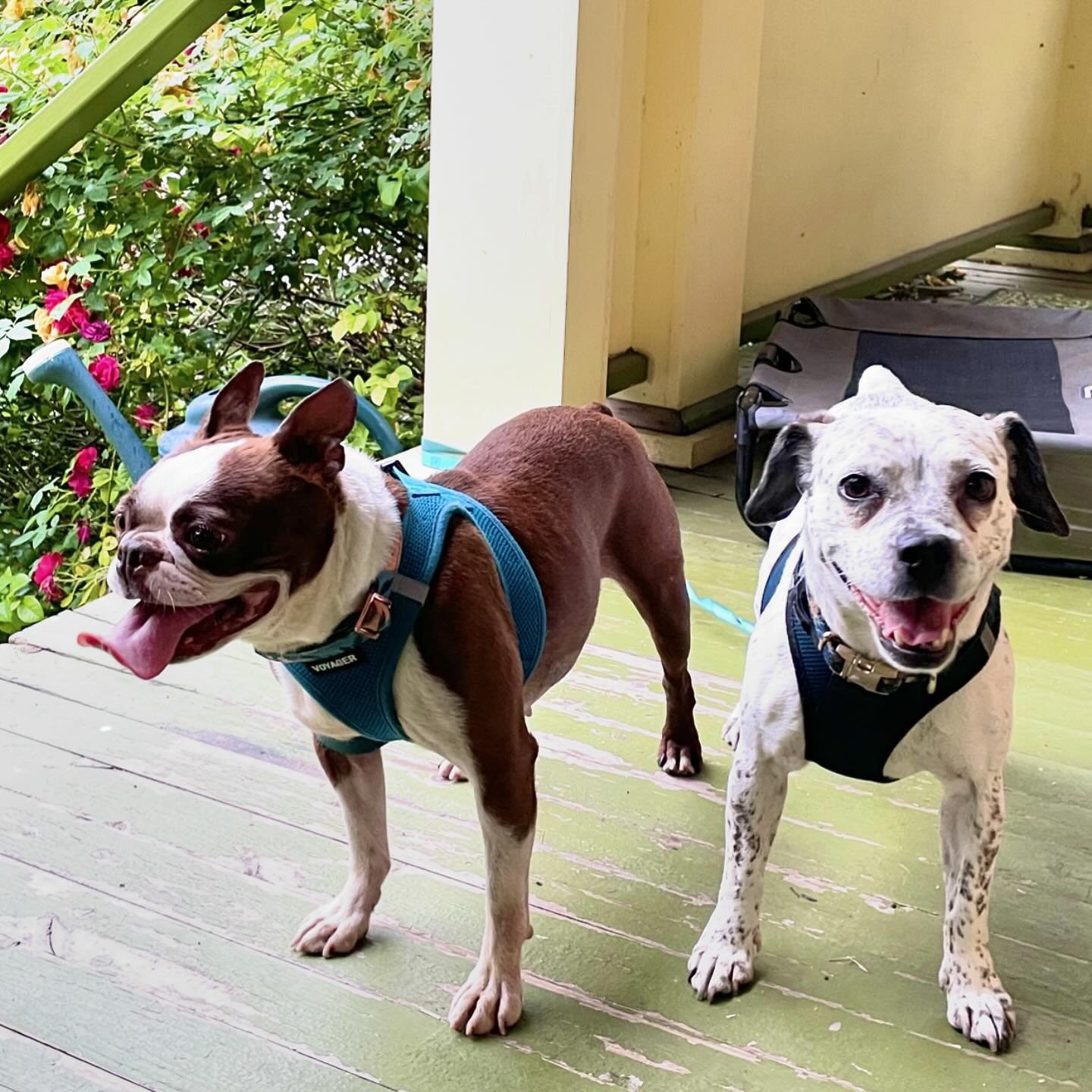 Is it just me, or has June felt like a hot minute? Here&rsquo;s a photo dump of my summer highlights so far:

1. Porch dogs! We adopted my little #bostonterrier this summer.
2. A little project I made for work. It&rsquo;s a film from the perspective 