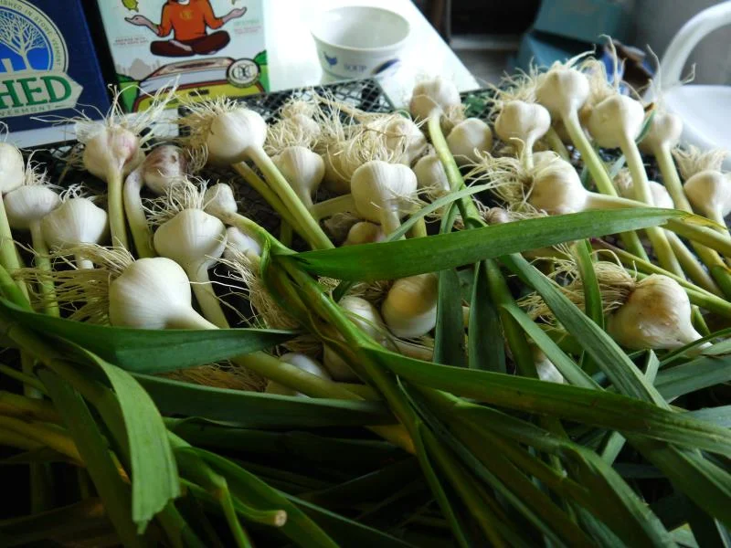 garlic harvested.jpg