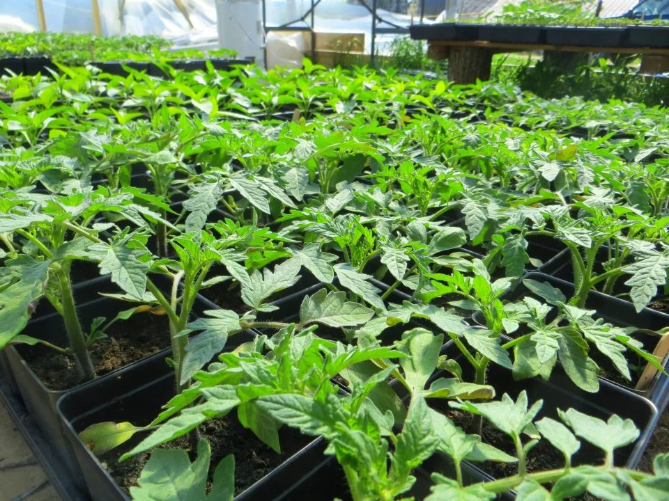 tomatoes in greenhouse.jpg