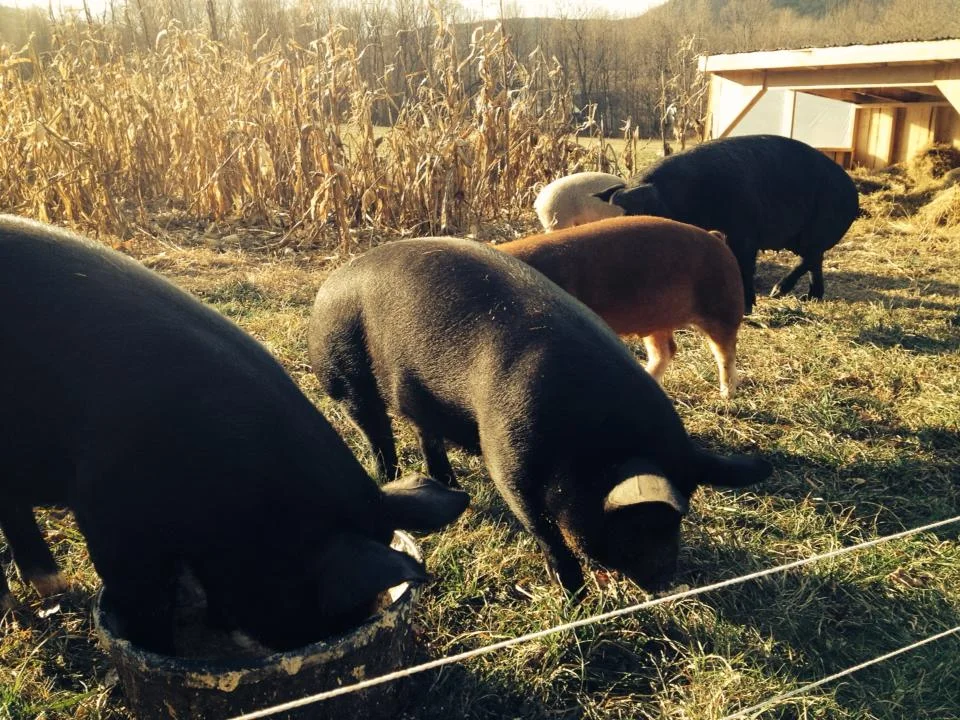 Starting the Year Farm-to-Table with Half a Pig