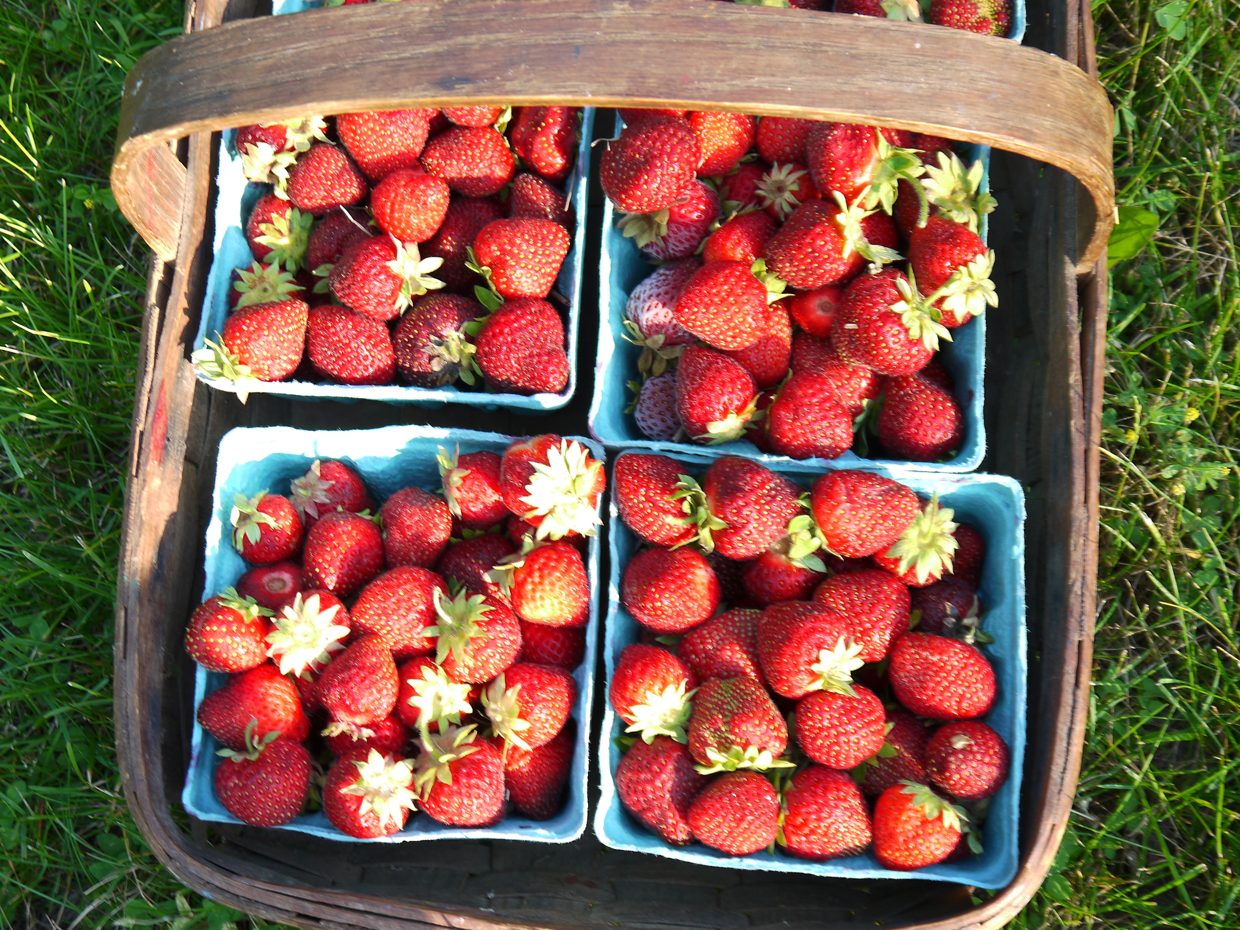 strawberries july 2014 004.JPG