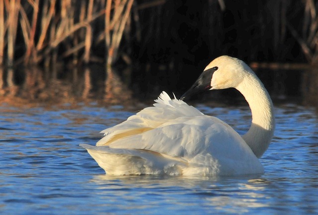 trumpeter-swan-978393_640.jpg