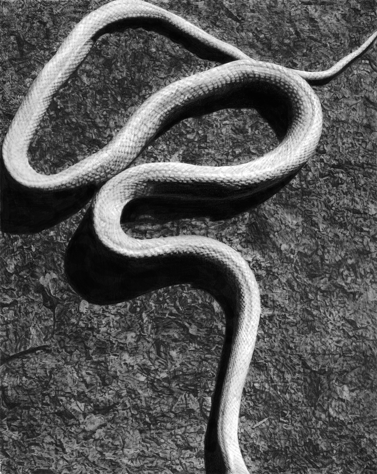 Тонкая змейка. Тонкая серая змея. Змея с серой спиной. Пыльная серая змейка. Серая змея рисунок.