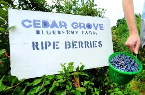 cedargroveblueberry462x312DSC_2306.jpg