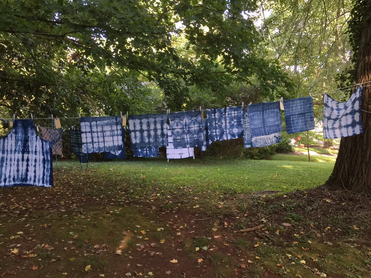 indigo hanging from trees.jpg