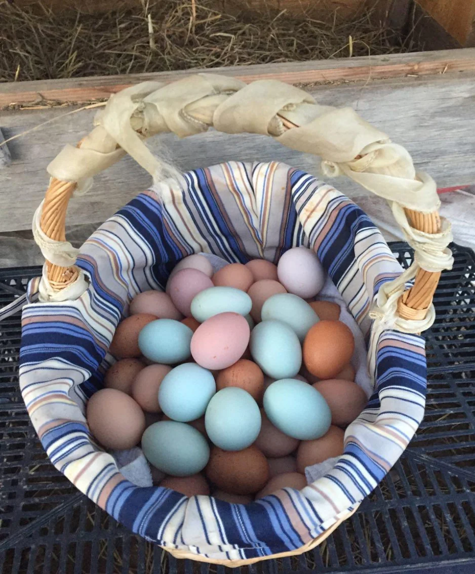 eggs.jpg