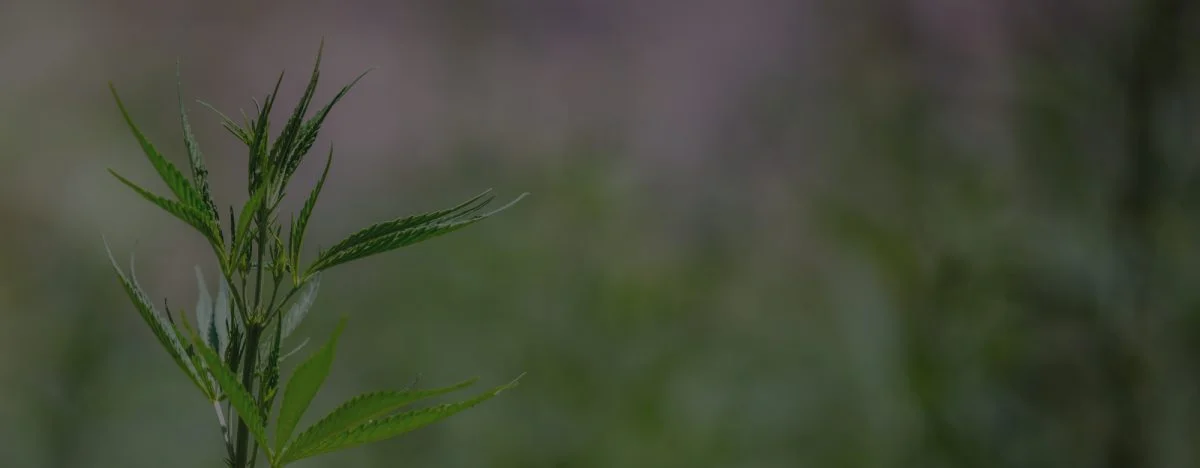 hemp.jpg