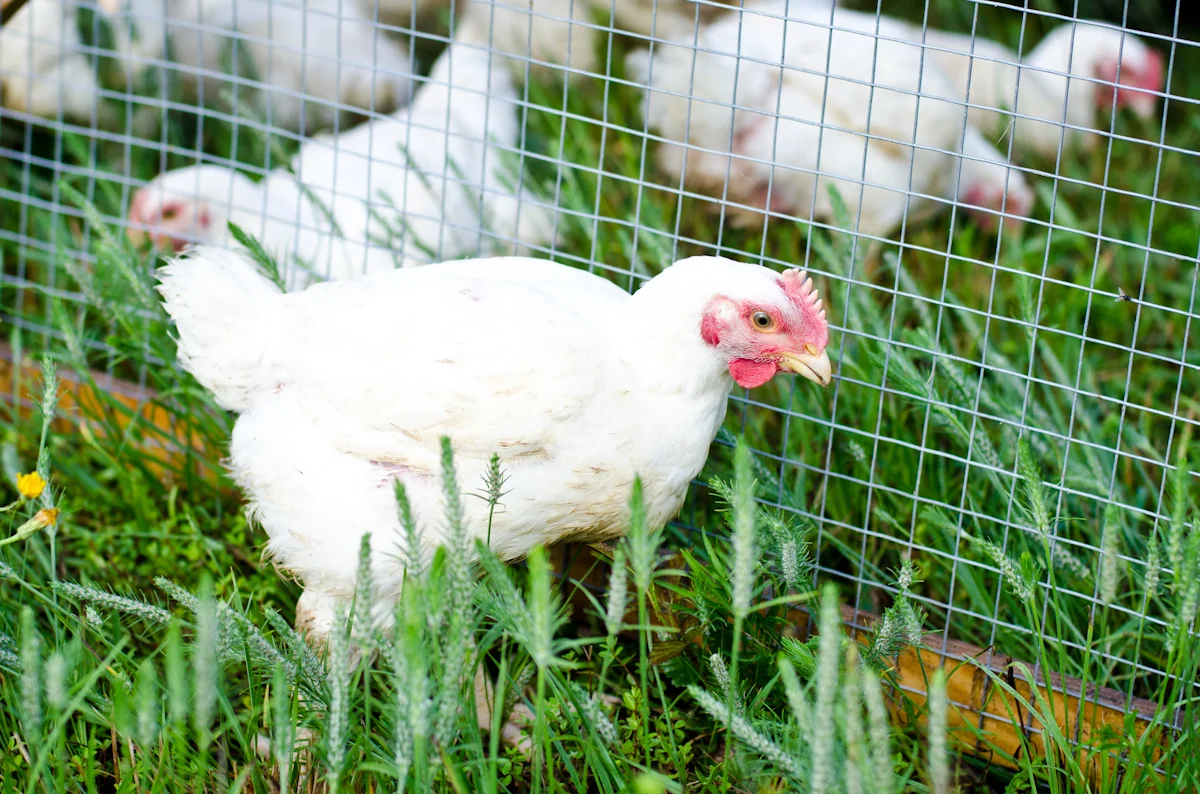 FCF Jumbo Cornish X Broiler.jpg