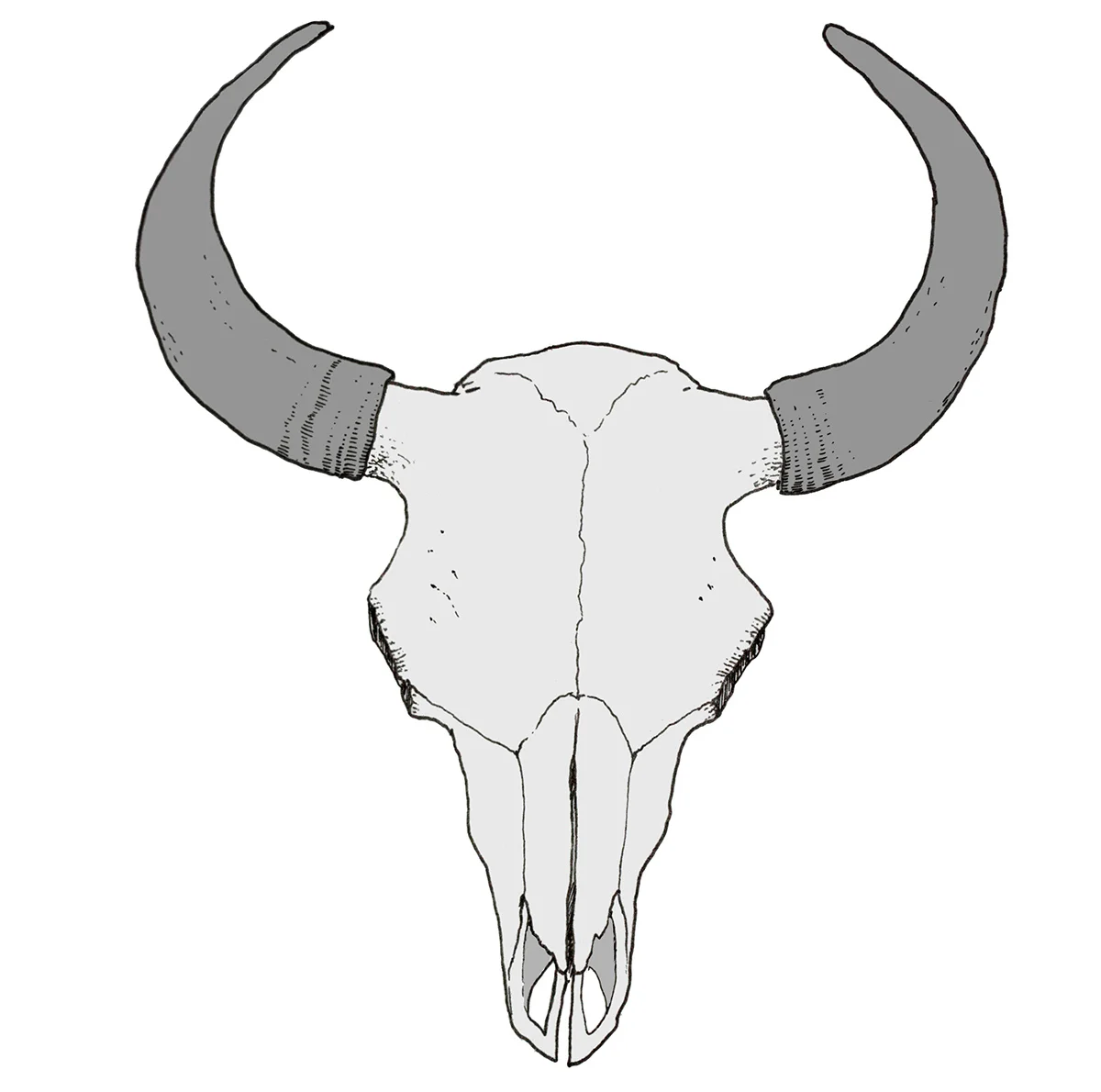 Commissioned illustration for biology curriculum.