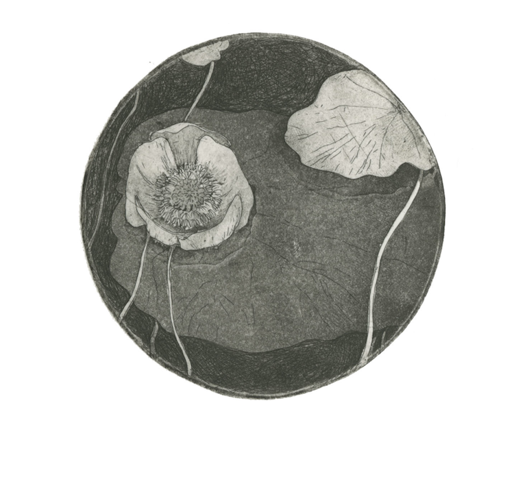 lilypad.png