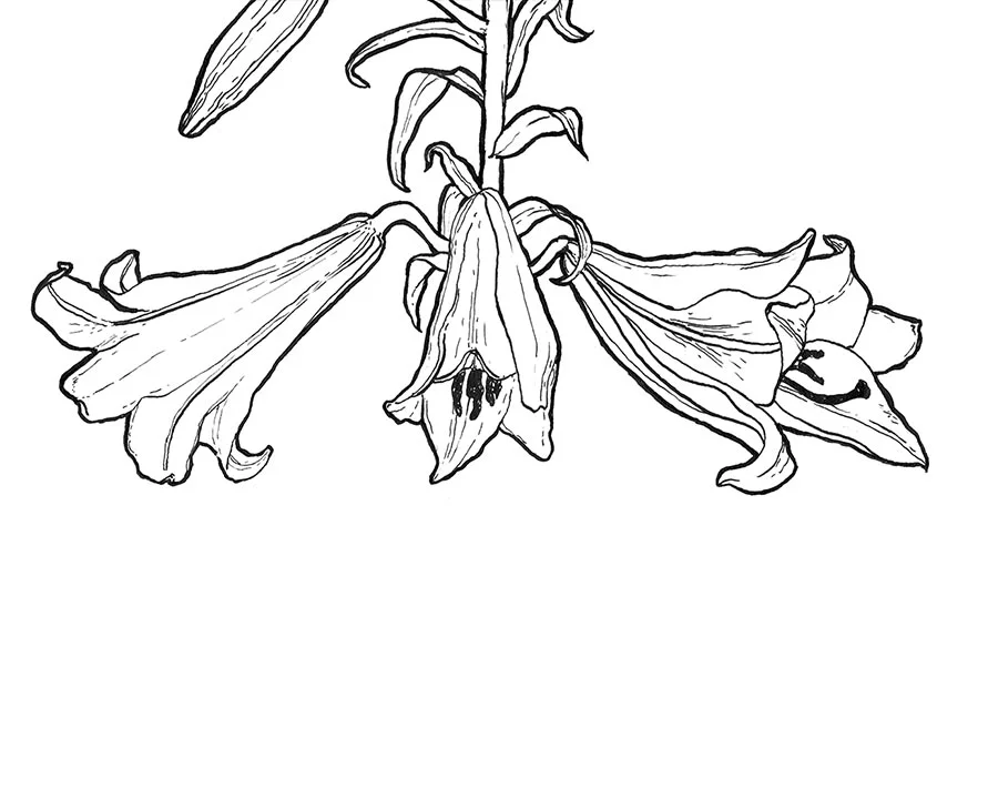 lilies.jpg