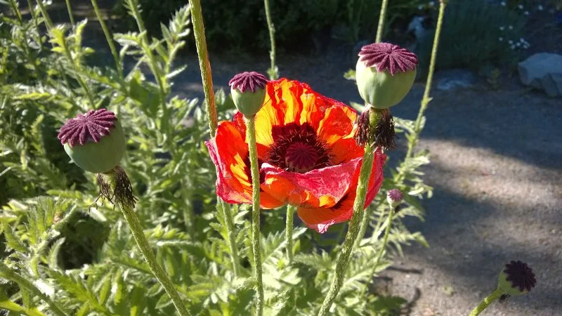 Бергианский ботанический сад в Стокгольме