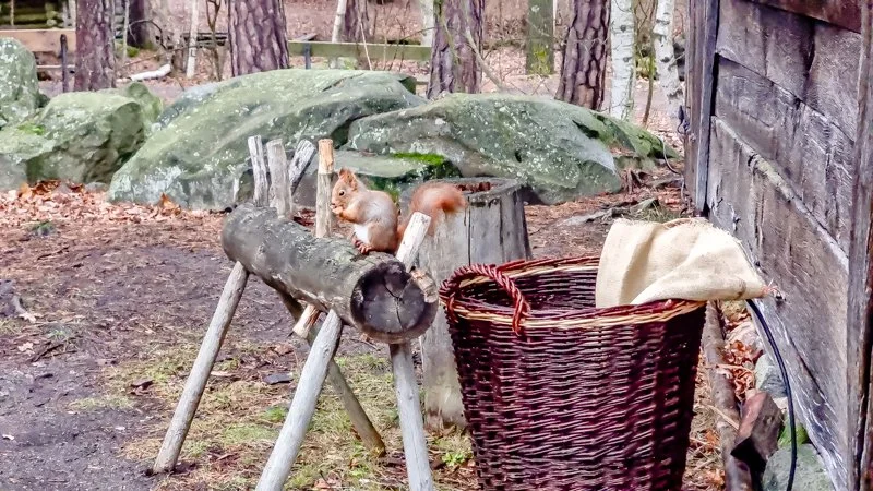 животные в зверинце и зоопарке Скансена, белка грызёт орехи.jpg
