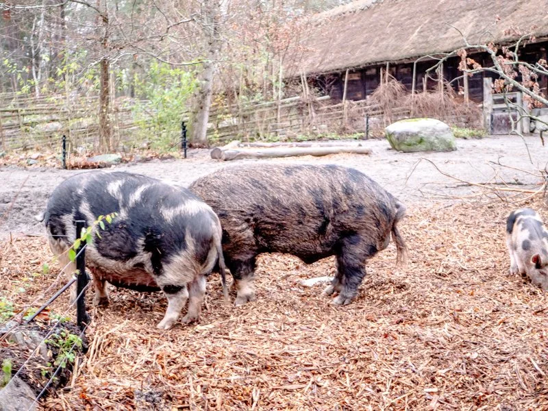 животные в зверинце и зоопарке Скансена, домащние свиньи с поросёнком.jpg