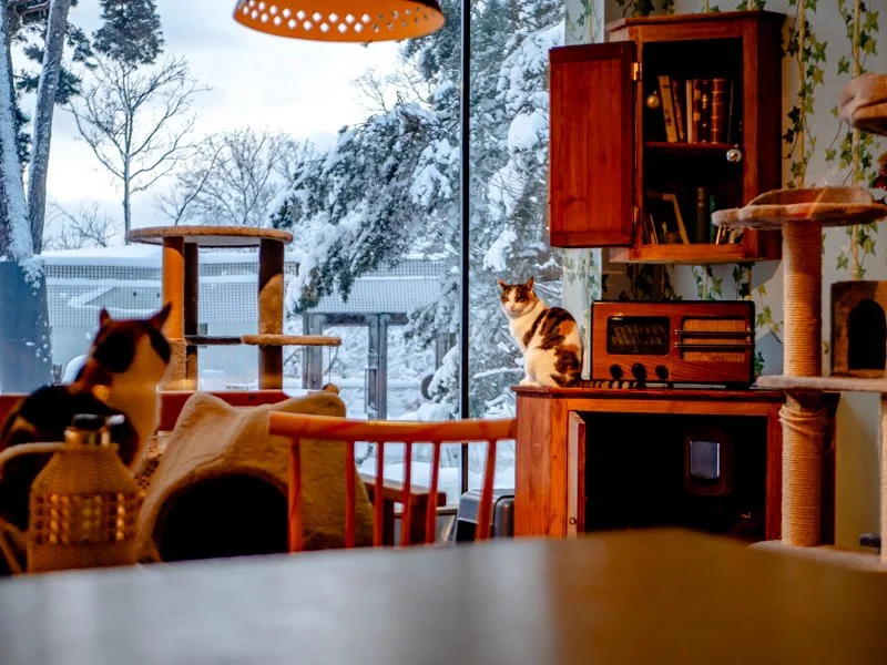 животные в зверинце и зоопарке Скансена, коты в лил-скансене.jpg