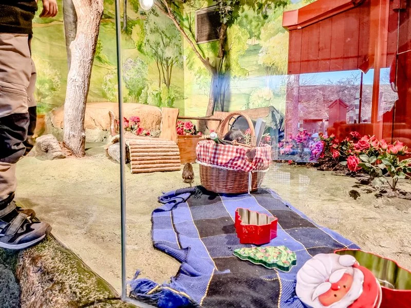 животные в зверинце и зоопарке Скансена, крысы в лил-скансене.jpg