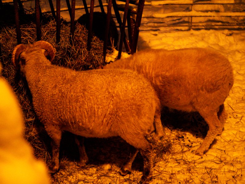 животные в зверинце и зоопарке Скансена, овцы едят ночью.jpg