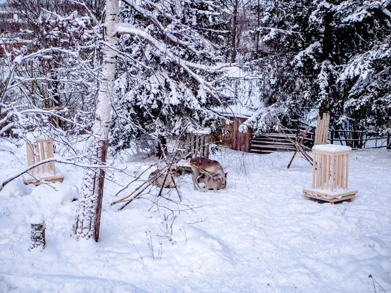 животные в зверинце и зоопарке Скансена, олени на снегу.jpg