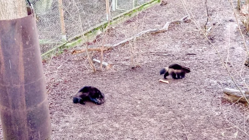 животные в зверинце и зоопарке Скансена, росомахи.jpg