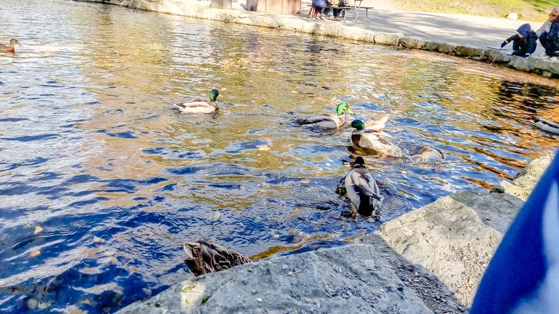 животные в зверинце и зоопарке Скансена, утки.jpg