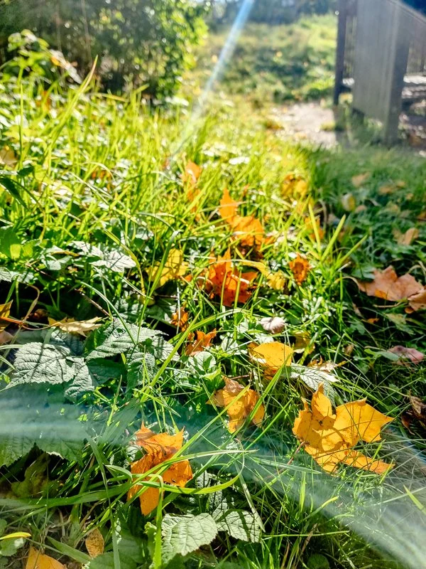 осень в скансене, стокгольм какая погода 2.jpg