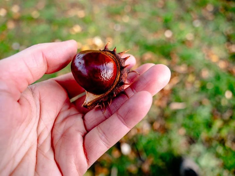осень в скансене, стокгольм какая погода каштан.jpg