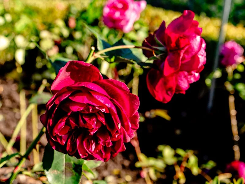 осень в скансене, стокгольм цветут розы.jpg