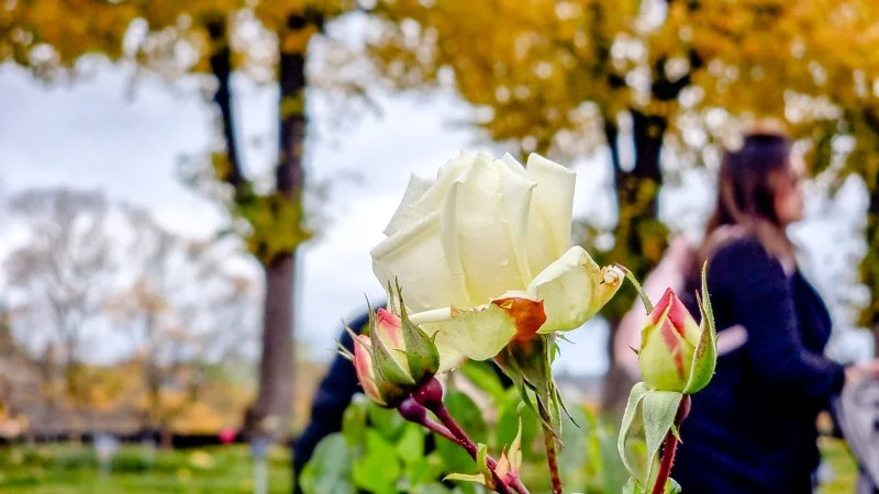 красивые виды на стокгольм со скансена, розовый сад.jpg