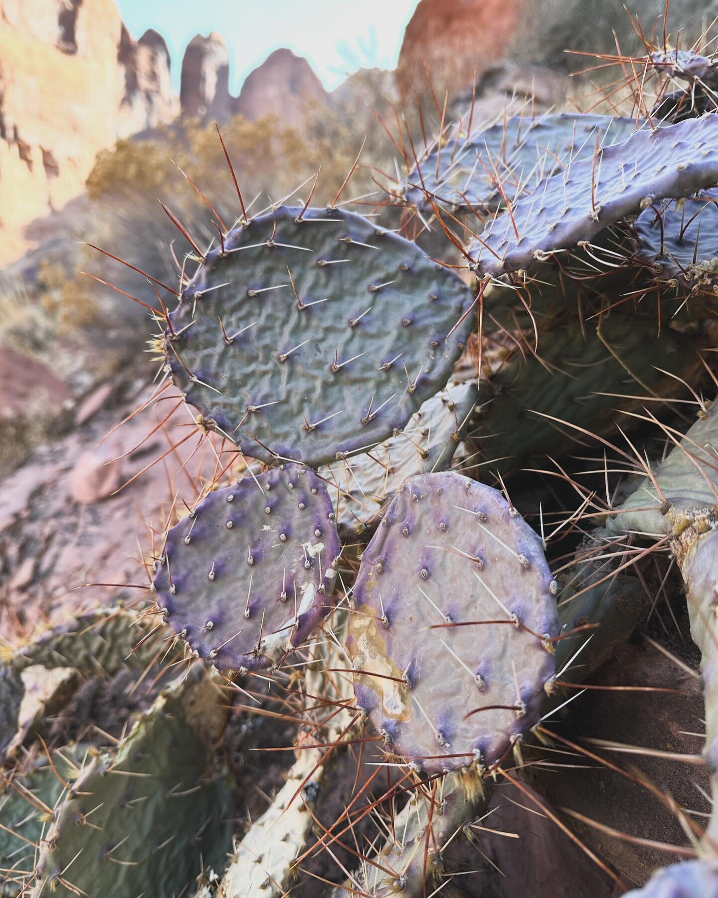 Providence is gifting us with the most atrocious winter weather&mdash;rainsleet, gray, a sort of icy snot on every surface&mdash;so I&rsquo;m going to think about cacti and other desert growing things we saw last week.

#utah #desert #hiking #cactus