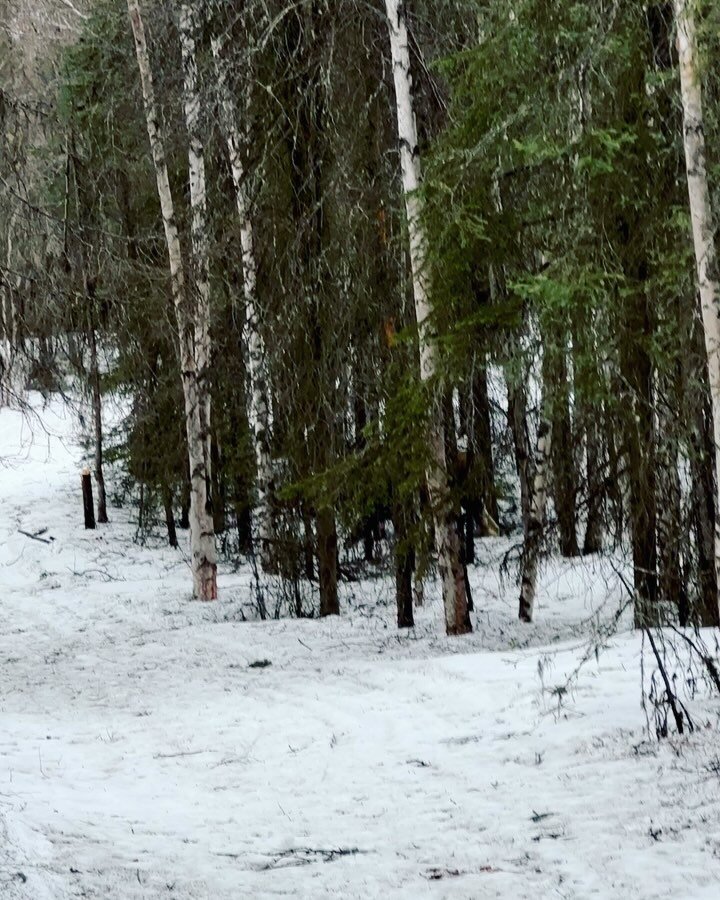 Reasons to pause the afternoon run

#alaska #trailrunning #moose #anchorage