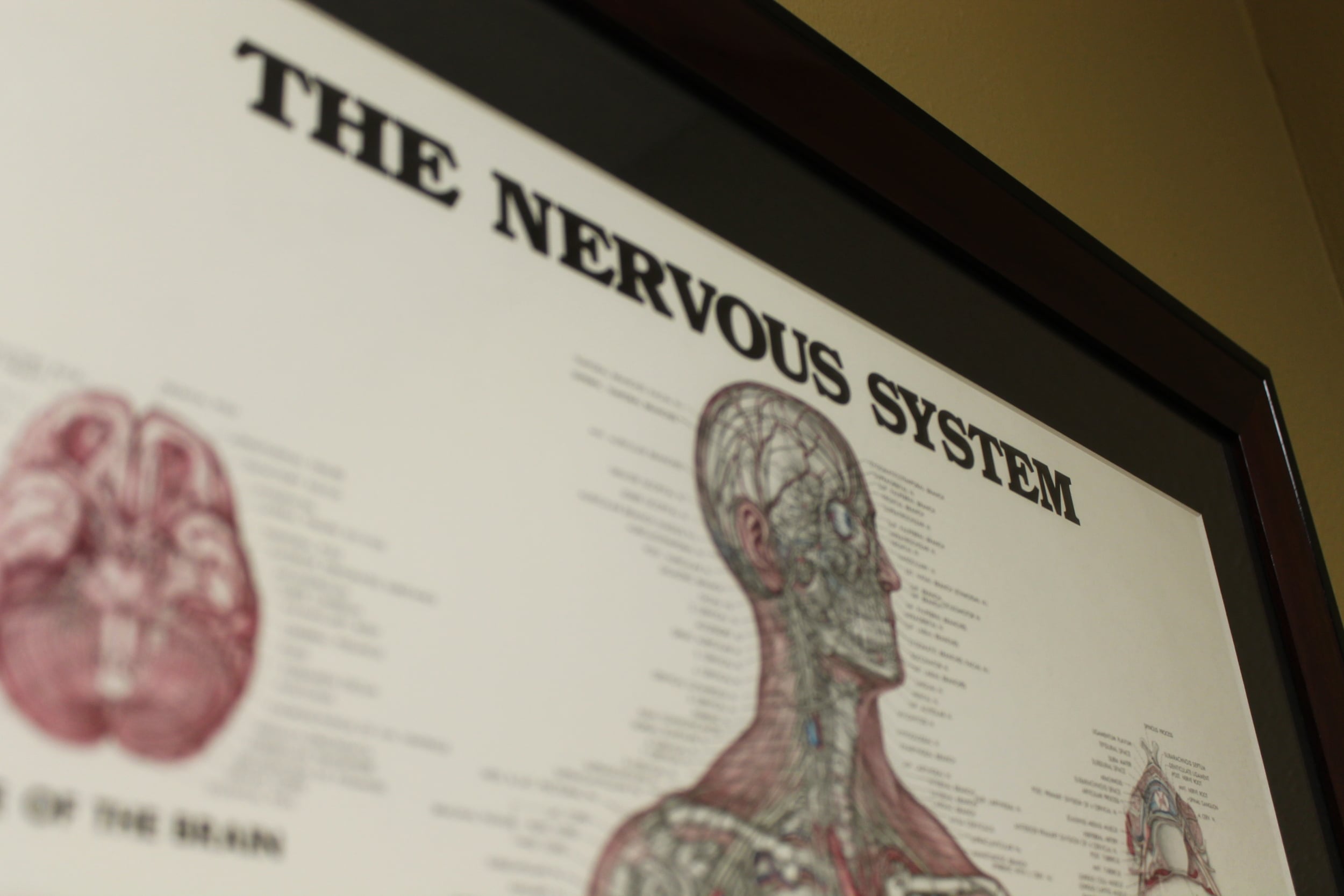 Experts of the Nervous System