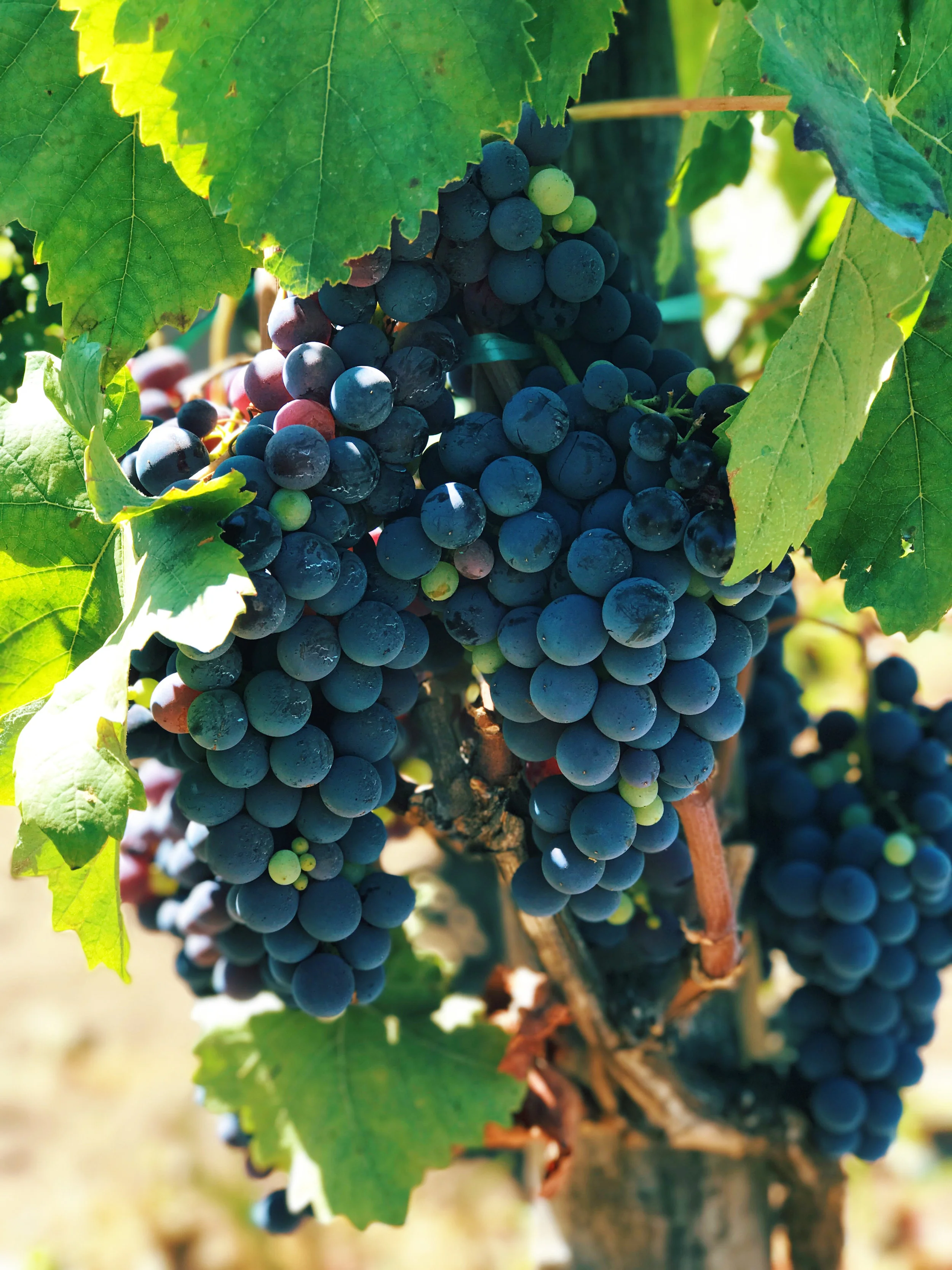 Fiscetti-Vines.jpg