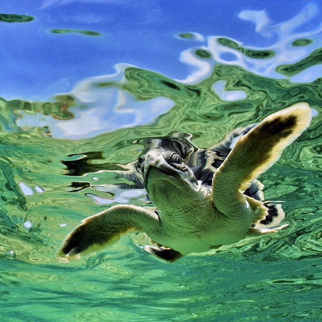 The ocean like the desert are realms of desolation on the surface... But look deeper and you will see they are seething with hidden life... 😎
A baby Flatback turtle takes the first swim of his tiny life that will turn into a huge adventure 🙌
.
.
.

