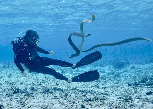 That day 3 Sea Snakes came to play 😳
Late afternoon in the Coral Sea seems to be Olive Sea Snake Frisky time 😘 And these guys may have mistaken my long fins for a pair of sexy lady Sea Snakes 😂 All I can do is hold still and let these deadly lovers writhe around my legs 💀